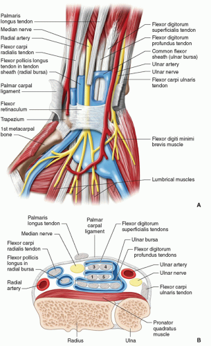 Hand and Wrist | Radiology Key