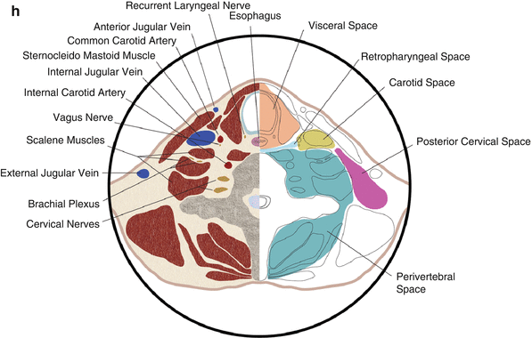 A162170_1_En_9_Fig1h_HTML.gif