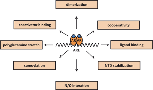Determines the Difference in DNA Binding Between the Androgen and the ...