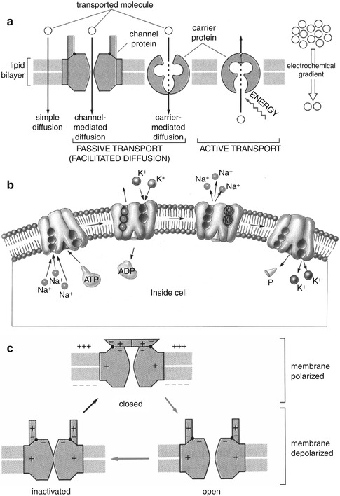 The Cell and Tissue Biology | Radiology Key