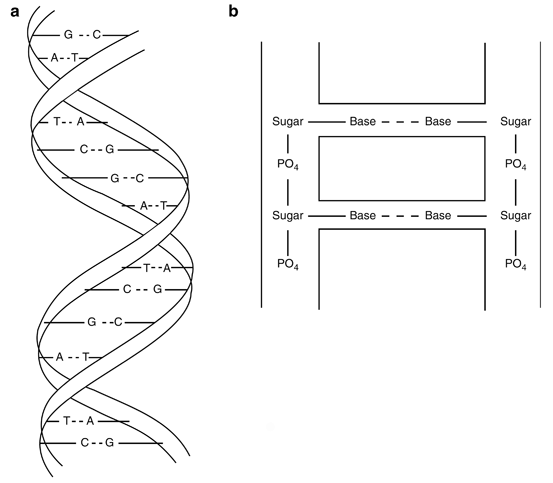 A978-1-4614-4012-3_15_Fig5_HTML.gif