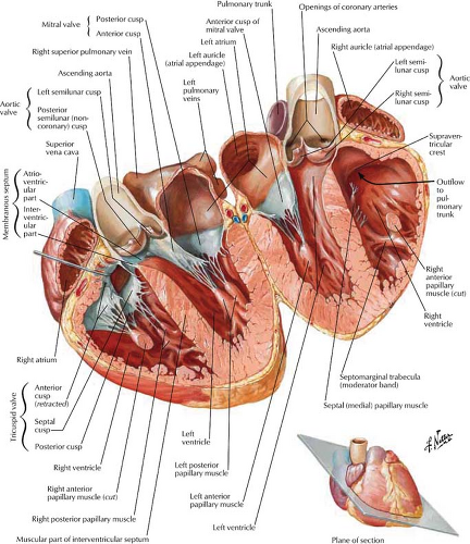 Cardiac Anatomy Physiolgy And Imaging Modalities Radiology Key