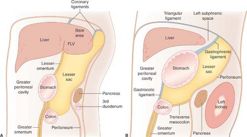 What does it mean that the pouch of Douglas is the 'most dependent' part of  the abdominal cavity? - Quora