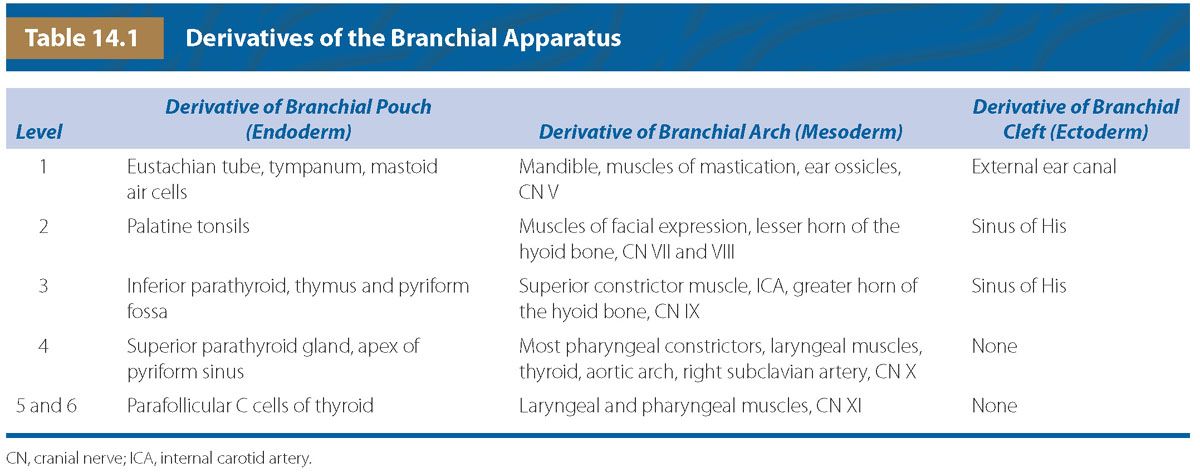 branchial pouch derivatives