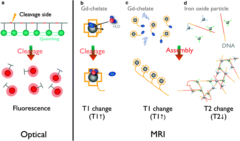 Probes For Molecular Imaging | Radiology Key