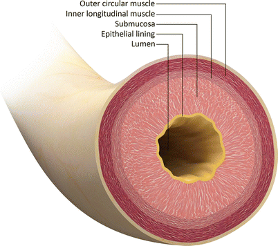 Urethra The Urethra