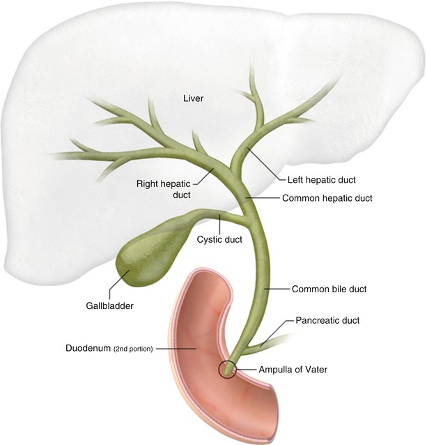 The Biliary Tree | Radiology Key