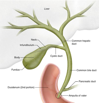 Gallbladder Labeled