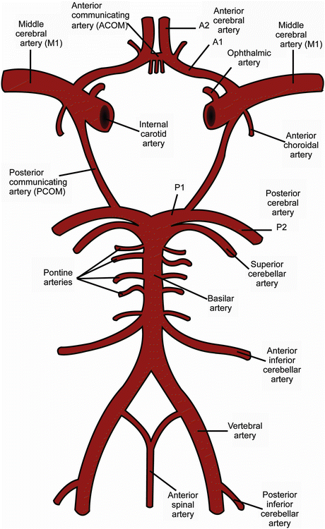 Imaging Of Intracranial Vessels Radiology Key 7553