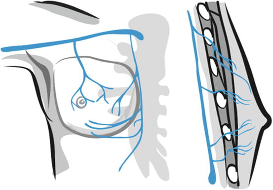 Development, Physiology and Surgical Anatomy of the Breast