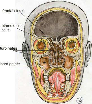 nasal anatomy turbinates