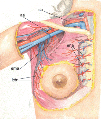 Breast Anatomy and Physiology