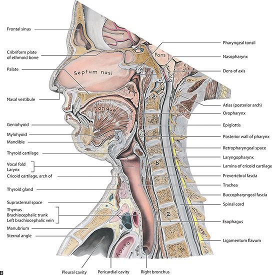 anatomy of nasopharynx