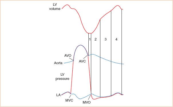 Understanding the Basics: LV Filling Patterns Cardioserv