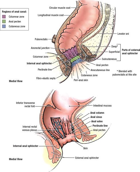 Anal Cancer  Radiology Key