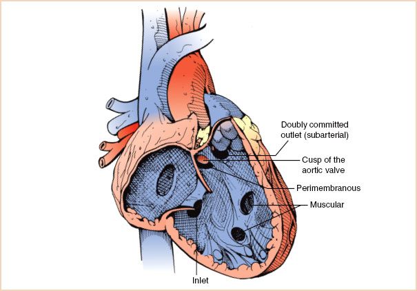 Transesophageal Echocardiogram  Amelia Heart & Vascular Center