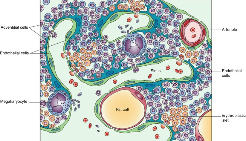 Structure And Function Of The Bone Marrow And Hematopoiesis