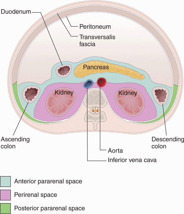 Renal Fascia Anatomy