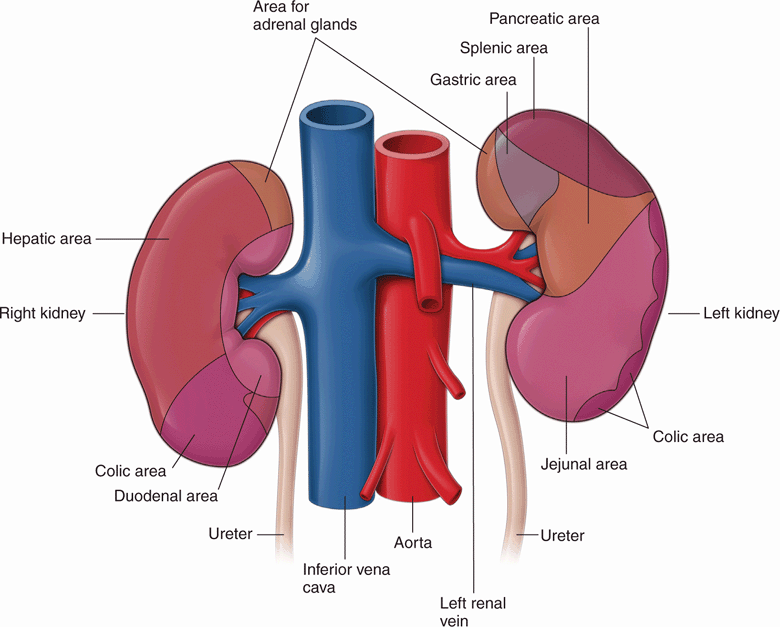 Renal Radiology Key