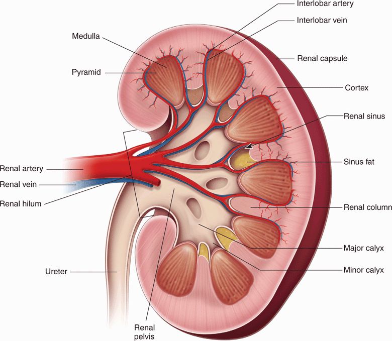 renal parenchyma