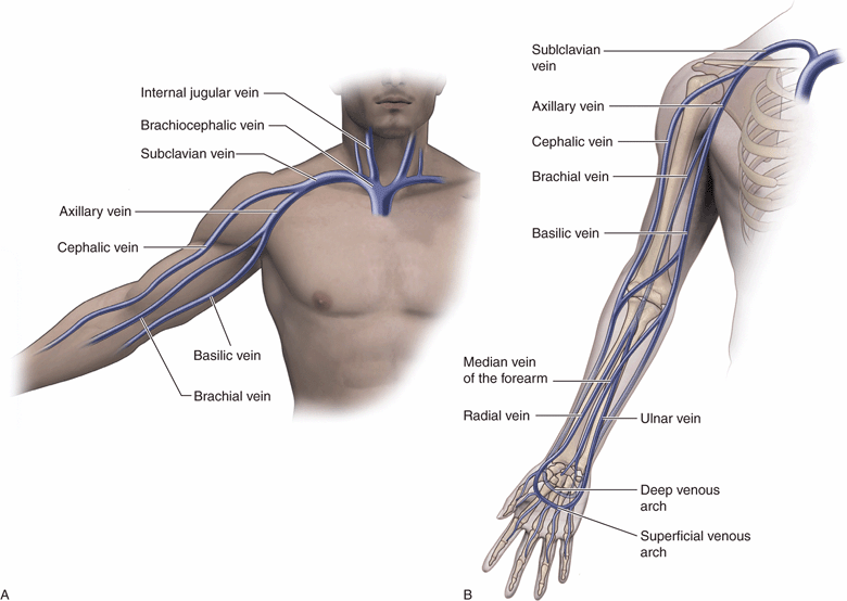 Deep veins of the arm (A) and deep veins of the proximal arm and thorax (B)...