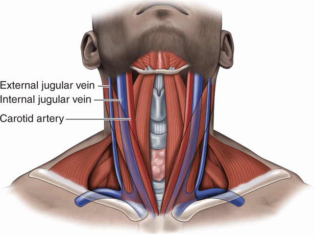 External Jugular Vein Surface Anatomy