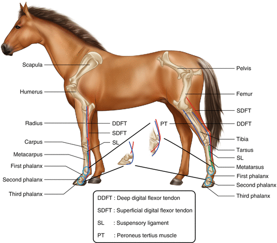 distal interphalangeal joint horse