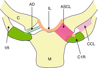 11.5 Axial muscles of the abdominal wall and thorax – Anatomy