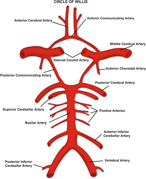 Venous vascular territories of the lateral cerebral cortex (illustration), Radiology Case