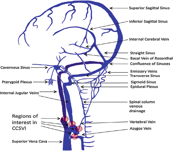 The larger superficial cerebral veins, including those draining the