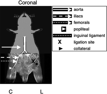 A184233_1_En_27_Fig2_HTML.gif