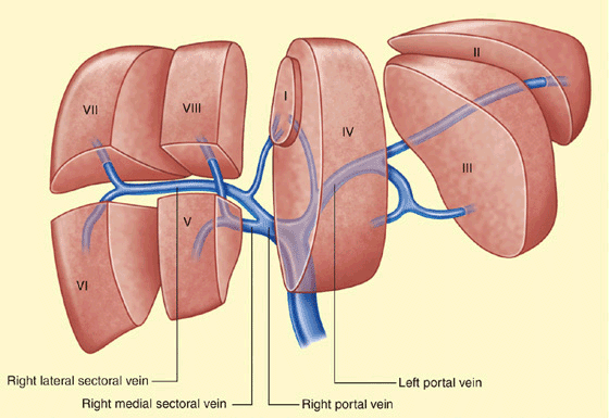 portal vein anatomy