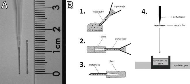 Cryo fixation By Self Pressurized Rapid Freezing Radiology Key