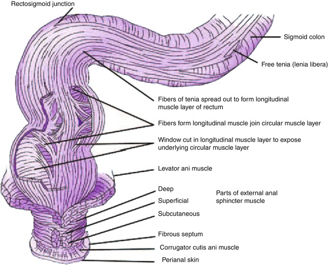 Rectum Anatomy