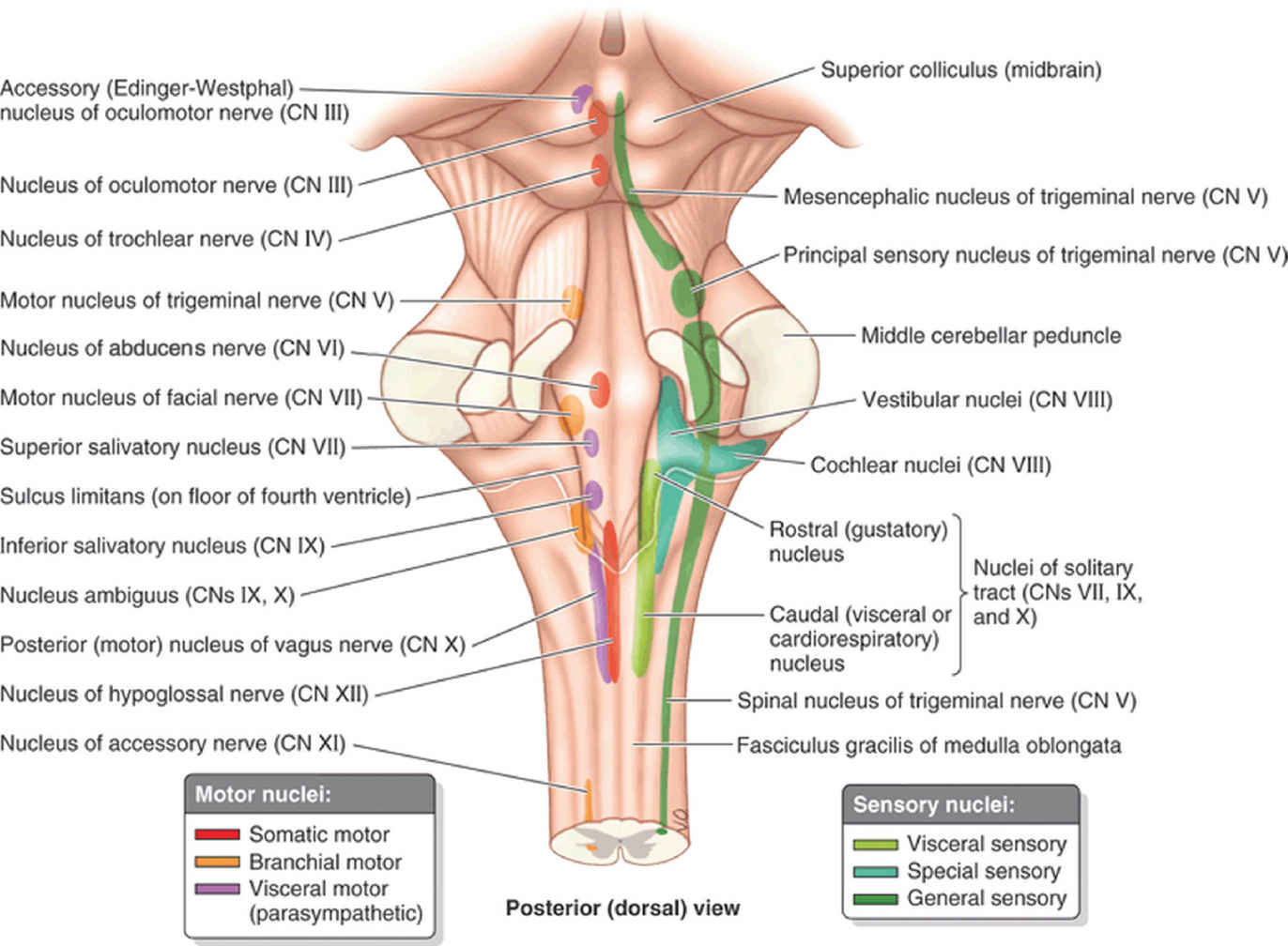 The Cranial Nerves Radiology Key