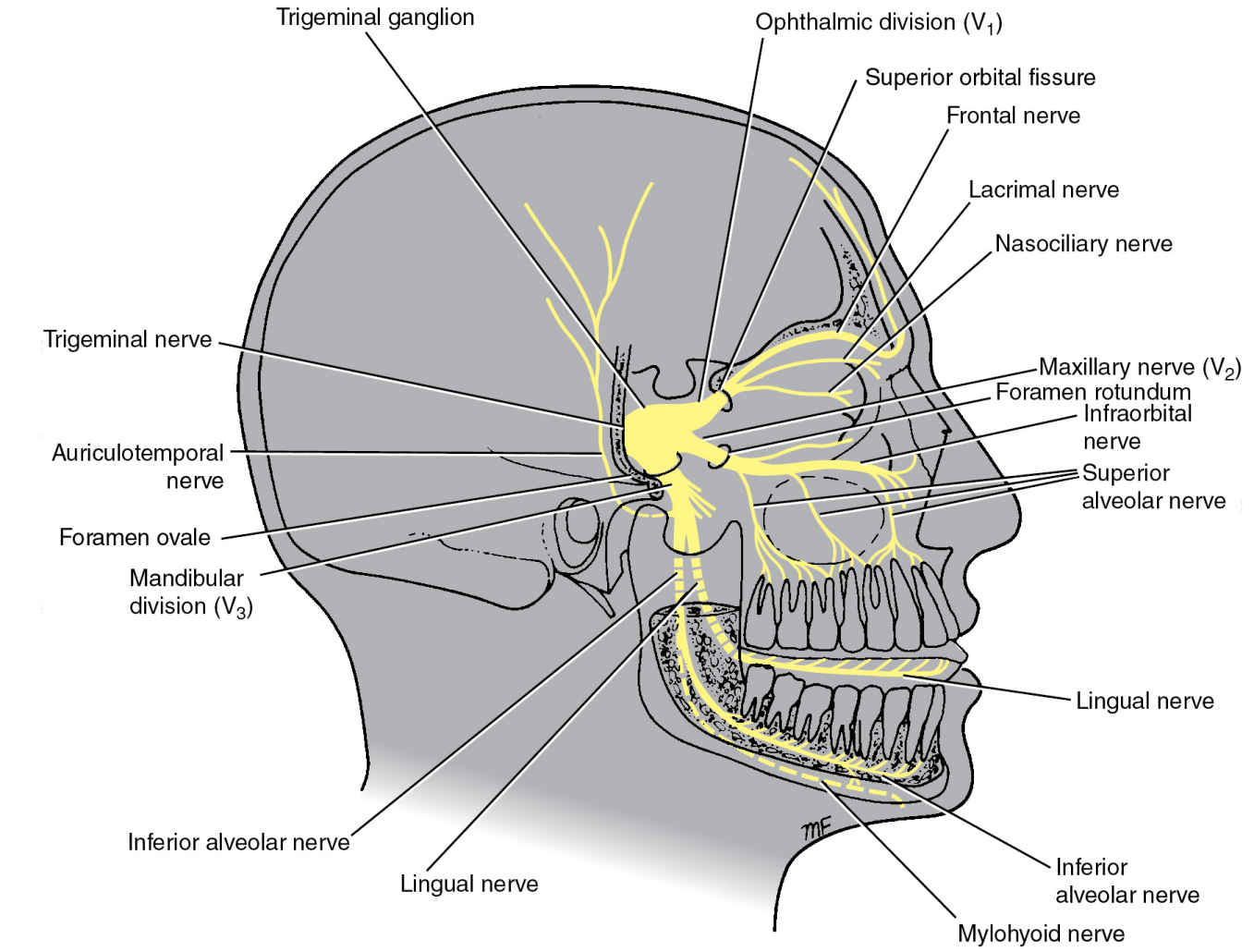 Optic Nerve Optic Nerve