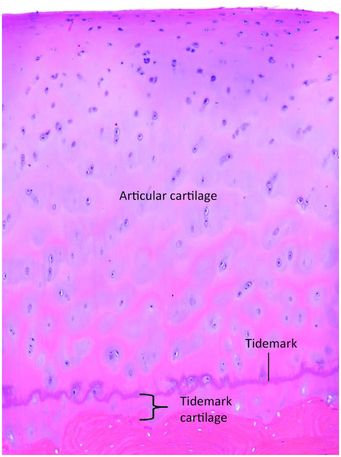 The skeleton: structure, growth and development, and basis of skeletal ...