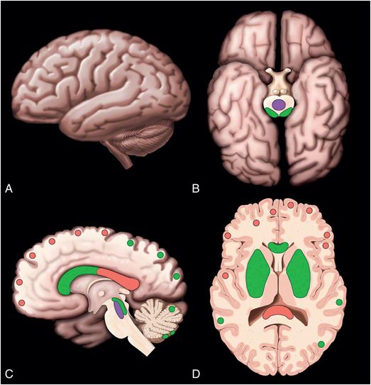 signs of abusive head trauma