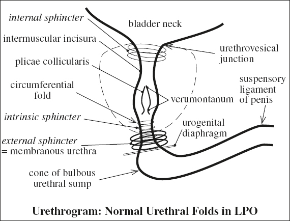 and Function of Urogenital Tract | Radiology Key