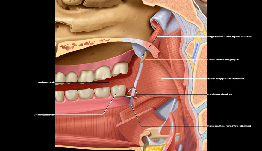 Oral Cavity Overview | Radiology Key