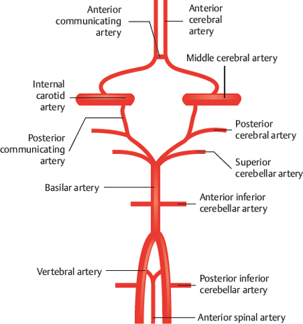 Cerebral Arterial Circle (Circle of Willis) | Radiology Key