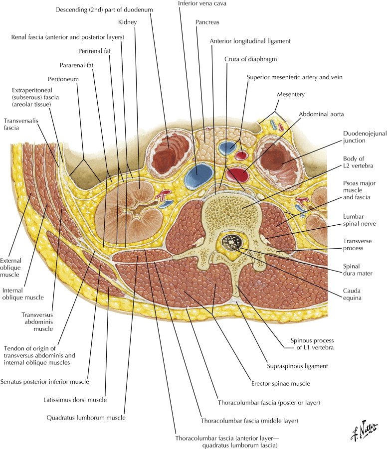 Overview Of Spine Radiology Key