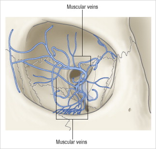 Anatomy of the Orbit | Radiology Key