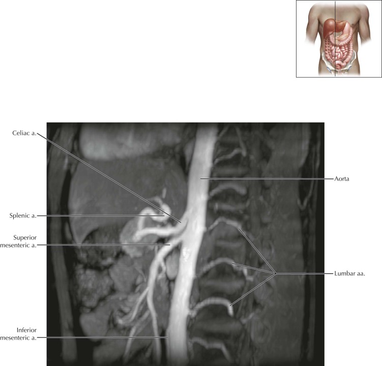 Abdomen | Radiology Key