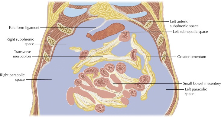 Peritoneal Cavity | Radiology Key