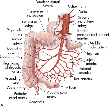 This is the gastrointestinal tract, also called the digestive tract, or ...