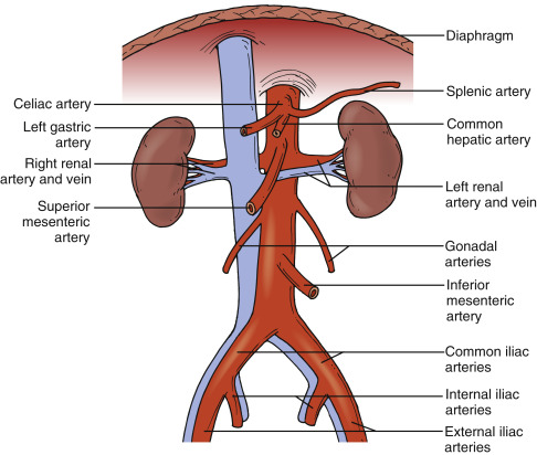Abdominal Aorta | Radiology Key