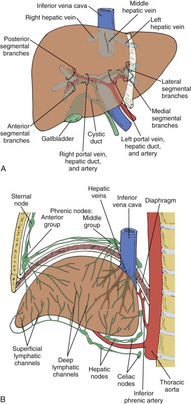 Venous Drainage Of Liver