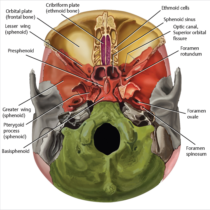 Anatomic Boundaries Of The Middle Cranial Fossa A And - vrogue.co