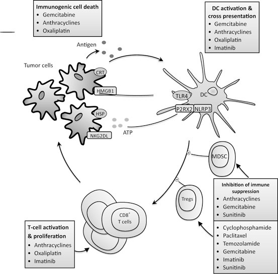 Effect of Chemotherapy on the Tumor Microenvironment and Anti-tumor ...